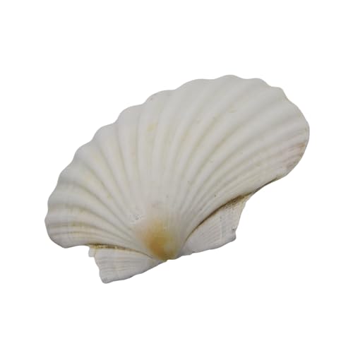 YYYHUII Große weiße Muscheln für Malerei, Handwerk und Strandhochzeit, Dekoration, natürliche weiße Muscheln 7,6 - 12,7 cm YYYHUII Große weiße Muscheln für Malerei, Handwerk und Strandhochzeit, Dekoration, natürliche weiße Muscheln 7,6 - 12,7 cm von YYYHUII
