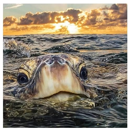 5D Diamond Painting Set Schildkröte Meer,Diamant Painting Bilder Kit DIY Malen nach Zahlen Erwachsene Stickerei Kreuzstich Voll Strass Kristall Diamant Kunst Handwerk für Home Wand-Decor 50x50cm 5D Diamond Painting Set Schildkröte Meer,Diamant Painting Bilder Kit DIY Malen nach Zahlen Erwachsene Stickerei Kreuzstich Voll Strass Kristall Diamant Kunst Handwerk für Home Wand-Decor 50x50cm von Yeecer