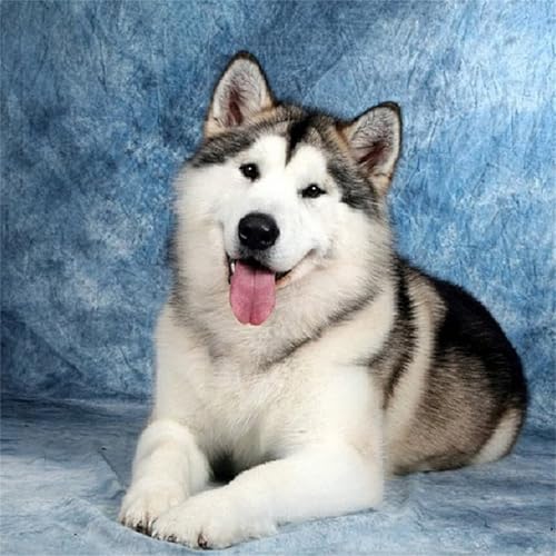 Yeecer Husky Hund Diamond Painting für Erwachsene,5D Tier Diamant Painting Bilder,DIY Runder Diamanten Malerei Set Stickerei Kreuzstich Geschenke für Home Wand Dekoration 30x30cm Yeecer Husky Hund Diamond Painting für Erwachsene,5D Tier Diamant Painting Bilder,DIY Runder Diamanten Malerei Set Stickerei Kreuzstich Geschenke für Home Wand Dekoration 30x30cm von Yeecer