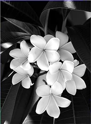 Yeecer Schwarze, weiße Blume Malen nach Zahlen Erwachsene mit Rahmen Malen Nach Zahlen Kits DIY Ölgemälde Leinwand Gemälde Set mit Pinsels und Farbe Acryl Malerei Geschenk für Home Deko,40x50cm Yeecer Schwarze, weiße Blume Malen nach Zahlen Erwachsene mit Rahmen Malen Nach Zahlen Kits DIY Ölgemälde Leinwand Gemälde Set mit Pinsels und Farbe Acryl Malerei Geschenk für Home Deko,40x50cm von Yeecer