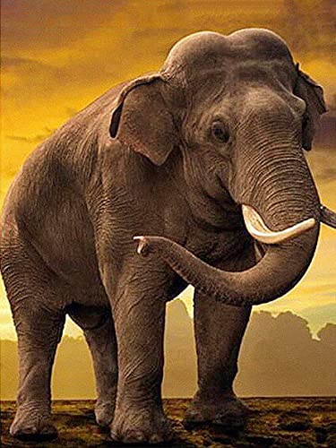 Yeerum DIY 5D Diamond Painting Elefant, 5D Diamant Painting Tier Full Malen Nach Zahlen Erwachsene Stickerei Strass Kreuzstich Kunst Deko 30x40 cm von CANFEEL