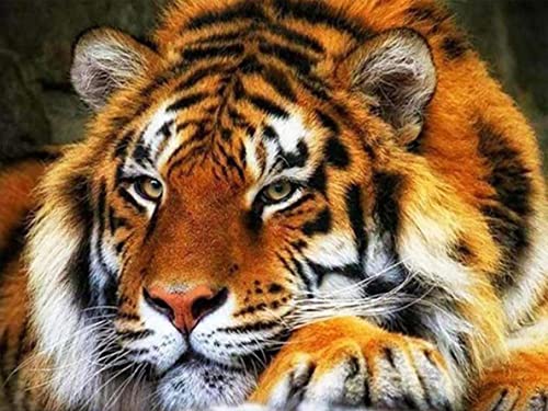 Yeerum DIY 5D Diamond Painting Tiger, 5D Diamant Painting Tier Full Malen Nach Zahlen Erwachsene Stickerei Strass Kreuzstich Kunst Deko 30x40 cm von binoa