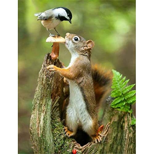 Diamond Painting Full, Eichhörnchen Vogel 5D Diamant Painting Bilder, DIY Erwachsene/Kinder Malen nach Zahlen Crystal Strass Stickerei Kreuzstich Gemälde Art Home Wall Décor Round Drill 60x80cm Diamond Painting Full, Eichhörnchen Vogel 5D Diamant Painting Bilder, DIY Erwachsene/Kinder Malen nach Zahlen Crystal Strass Stickerei Kreuzstich Gemälde Art Home Wall Décor Round Drill 60x80cm von Yoonqun