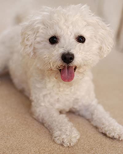 Diamant Malerei Kits, DIY 5D Diamond Painting Set, Weißes Hundetier Bichon Frise Malen nach Zahlen Diamant, Diamant Painting Arts Craft für Home30*40cm Diamant Malerei Kits, DIY 5D Diamond Painting Set, Weißes Hundetier Bichon Frise Malen nach Zahlen Diamant, Diamant Painting Arts Craft für Home30*40cm von ZGQAMZ
