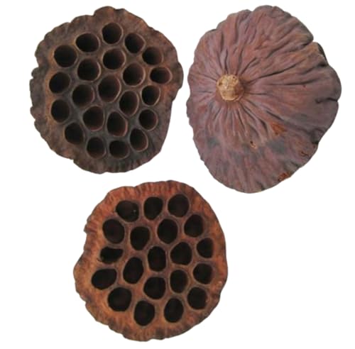 Natürliche Lotus-Kapseln, getrocknete Lotuskapseln, Dekoration, Tischdekoration, Heimvase, Dekoration, ohne Stiele, Foto-Requisiten, Tischdekoration, ca. 7–12 cm, 15 Stück Natürliche Lotus-Kapseln, getrocknete Lotuskapseln, Dekoration, Tischdekoration, Heimvase, Dekoration, ohne Stiele, Foto-Requisiten, Tischdekoration, ca. 7–12 cm, 15 Stück von ZHONGJIUYUAN