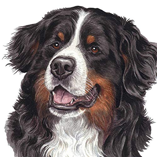 ZHXXFD 5D Diamond Painting Set Kinder Erwachsene Groß Full Bild Tier 30x30CM Runde Steine Strass Drill Mosaik Gelegt Diamant Malerei Stickerei Welpe Berner Sennenhund Hund Kreuzstich ZHXXFD 5D Diamond Painting Set Kinder Erwachsene Groß Full Bild Tier 30x30CM Runde Steine Strass Drill Mosaik Gelegt Diamant Malerei Stickerei Welpe Berner Sennenhund Hund Kreuzstich von ZHXXFD