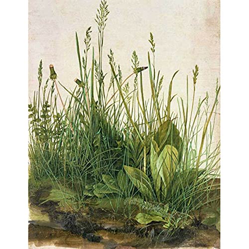 ZHXXFD Malen Nach Zahlen Erwachsene Kinder Mit Rahmen-Paint By Numbers-Das Große Rasen Albrecht Dürer-Diy Malen Nach Zahlen Leinwand 40x50CM(A43) von ZHXXFD