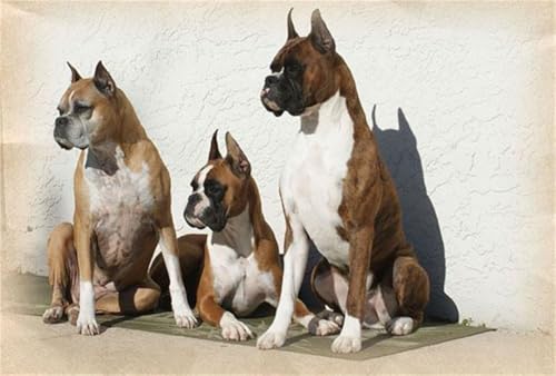 ZLCHYJ DIY Diamant Painting Bilder, 5D Diamond Painting Set, Deutscher Boxerhund Vollbohrer Diamond Art Painting Kits,Diamant Malerei Bilder Nach Zahlen,für Wand Art Dekor(round Drill) 25x30cm von ZLCHYJ