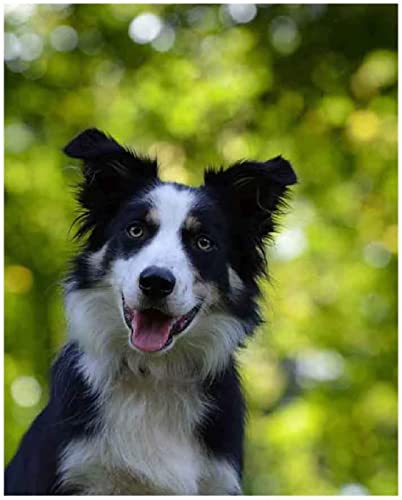 Malen Nach Zahlen Erwachsene-Tier-Border-Collie-Hund,DIY Ölgemälde auf Leinwand für Kinder Anfänger, Paint by Numbers Kit, Ideales Home Wall Dekor Geschenk,40 x 50 cm von ZMHZMY