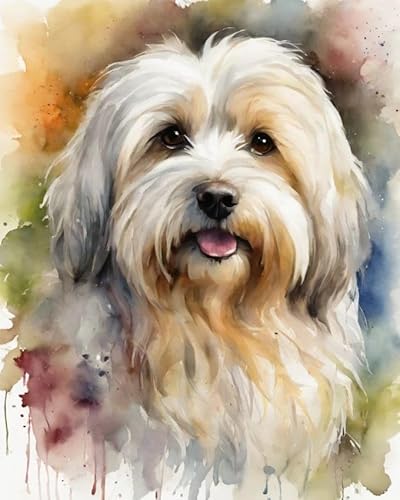 Malen nach Zahlen Aquarell Havaneser Hund Painting by Numbers Kit DIY ölgemälde Kit für Erwachsene,Anfänger Painting Set 16x20 Zoll Leinwanddruck Wandkunst Dekoration Malen nach Zahlen Aquarell Havaneser Hund Painting by Numbers Kit DIY ölgemälde Kit für Erwachsene,Anfänger Painting Set 16x20 Zoll Leinwanddruck Wandkunst Dekoration von ZMHZMY