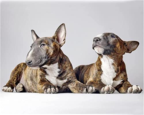 Malen nach Zahlen Bullterrier-Hundetier Painting by Numbers Kit DIY ölgemälde Kit für Erwachsene, Kinder, Anfänger Painting Set 16x20 Zoll Leinwanddruck Wandkunst Dekoration von ZMHZMY