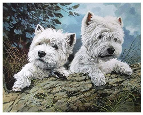 Malen nach Zahlen DIY Handgemalt Ölgemälde Kits für Erwachsene Kinder Anfänge Westie Hund Tier West Highland Terrier Hund Malen Nach Zahlen Kits für Geschenk Home Deko 40×50cm(Rahmenlos) von ZMHZMY