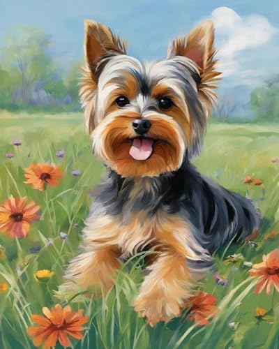 Malen nach Zahlen Erwachsene, Yorkshire-Terrier-Blumenwiese 40 x 50cm DIY Handgemalt Ölgemälde Kits auf Leinwand Geschenk für Weihnachten Geburtstag, Home Haus Deko Malen nach Zahlen Erwachsene, Yorkshire-Terrier-Blumenwiese 40 x 50cm DIY Handgemalt Ölgemälde Kits auf Leinwand Geschenk für Weihnachten Geburtstag, Home Haus Deko von ZMHZMY