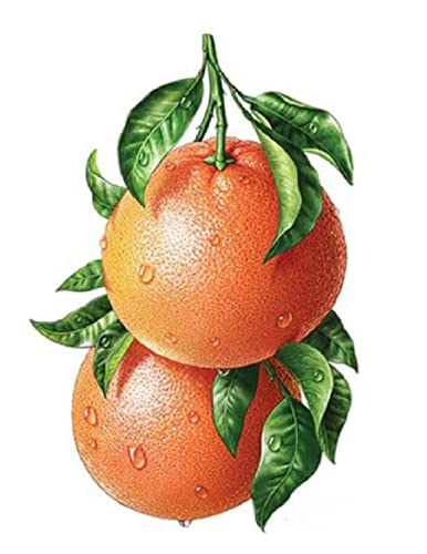 Malen nach Zahlen Erwachsene - DIY Malen Nach Zahlen Frucht Orange Mandarine - Vorgedruckt Leinwand-Ölgemälde Geschenk für Erwachsene Kinder Kits Home Haus Dekor 40 * 50 cm von ZMHZMY