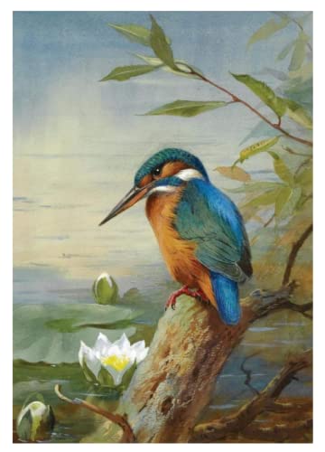 Malen nach Zahlen für Erwachsene Vogel Eisvogel Bluebird,DIY Leinwand Ölgemälde Kit für Kinder mit Pinseln Acrylpigment Zeichnung 40x50cm von ZMHZMY