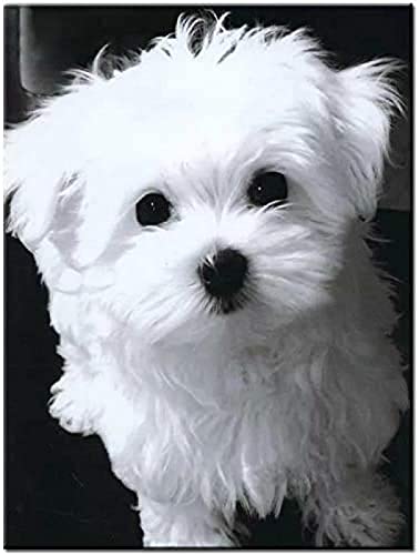 5D Diamond Painting Kits für Erwachsene und Kinder, Malteser Hund Diamantmalerei, Vollharz-Kreuzstich-Dekoration, Kunsthandwerksbedarf, Leinwand, Wohnzimmer, Wandaufkleber, Dekoration, 50 x 50 cm 5D Diamond Painting Kits für Erwachsene und Kinder, Malteser Hund Diamantmalerei, Vollharz-Kreuzstich-Dekoration, Kunsthandwerksbedarf, Leinwand, Wohnzimmer, Wandaufkleber, Dekoration, 50 x 50 cm von ZOZOIN