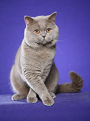 Diamantmalerei 5D-Diamantmalerei-Kits für Kinder, Britische kurzhaarige graue Katze DIY Malen nach Zahlen Erwachsene Diamantmalerei Geburtstagsgeschenke 30 x 40 cm Diamantmalerei 5D-Diamantmalerei-Kits für Kinder, Britische kurzhaarige graue Katze DIY Malen nach Zahlen Erwachsene Diamantmalerei Geburtstagsgeschenke 30 x 40 cm von ZOZOIN