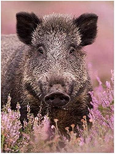 Malen nach Zahlen für Erwachsene DIY Ölgemälde Wildschwein Malen nach Zahlen Malsets Leinwand Home Office Dekoration Geschenk 30x40cm Malen nach Zahlen für Erwachsene DIY Ölgemälde Wildschwein Malen nach Zahlen Malsets Leinwand Home Office Dekoration Geschenk 30x40cm von ZOZOIN