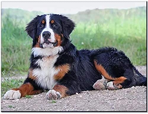 ZOZOIN 5D Diamond Painting Full Drill Set, Berner Sennenhund DIY Erwachsene Kinder Diamond Painting Cross Stitch Verwendet Für Zuhause Oder Büro Dekoration Handwerk Geschenk 30x40CM ZOZOIN 5D Diamond Painting Full Drill Set, Berner Sennenhund DIY Erwachsene Kinder Diamond Painting Cross Stitch Verwendet Für Zuhause Oder Büro Dekoration Handwerk Geschenk 30x40CM von ZOZOIN