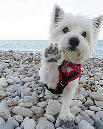 ZOZOIN DIY 5D Diamantmalerei Diamantmalerei DIY Westie Hund Diamantmalerei Volldiamantstickerei Strass Kreuzstich Kunst Bastelbedarf Für Erwachsene Wanddekoration 30x40CM von ZOZOIN