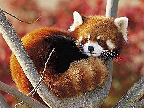 ZOZOIN DIY 5D Diamond Painting Kit Roter Panda auf Baum Kreuzstich Heimdekoration Diamantstickerei Mosaikkunst 30x40CM ZOZOIN DIY 5D Diamond Painting Kit Roter Panda auf Baum Kreuzstich Heimdekoration Diamantstickerei Mosaikkunst 30x40CM von ZOZOIN