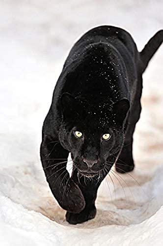 ZOZOIN DIY Handmade 5D Diamond Painting Kit Black Panther Round Diamond Stickerei Bild Home Decor Wall Art 50x50CM ZOZOIN DIY Handmade 5D Diamond Painting Kit Black Panther Round Diamond Stickerei Bild Home Decor Wall Art 50x50CM von ZOZOIN