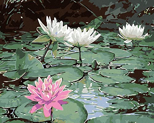 ZUTY 1415222, Malen nach Zahlen-ROSA SEEROSE UND DREI WEIßE 80x100 cm ohne Keilrahmen, not Framed ZUTY 1415222, Malen nach Zahlen-ROSA SEEROSE UND DREI WEIßE 80x100 cm ohne Keilrahmen, not Framed von ZUTY