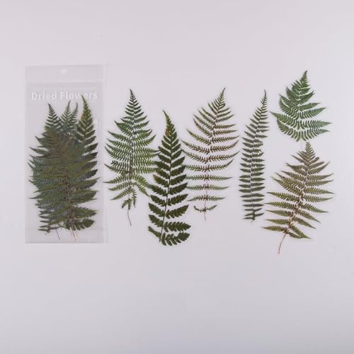 ZXMNBH PET-Aufkleber für Scrapbooking-Set, grüne Farnblätter, ästhetisches Papier, Tagebuch, Planer, Junk-Tagebuch, dekoratives Zubehör, 7 Stück/Packung ZXMNBH PET-Aufkleber für Scrapbooking-Set, grüne Farnblätter, ästhetisches Papier, Tagebuch, Planer, Junk-Tagebuch, dekoratives Zubehör, 7 Stück/Packung von ZXMNBH