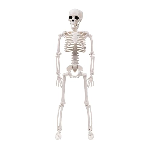 ZYMIADOU Halloween-Skelett-Set, Ganzkörper mit beweglichen Gelenken, für Halloween-Party, Hof, Garten, Dekoration, realistische Requisite von ZYMIADOU