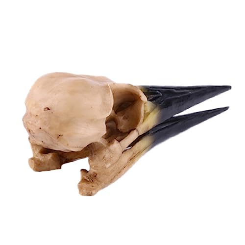 Zerodeko 1Stück Dekoratives Schädelmodell aus Harz Lebensechtes Ornament für Zuhause Kreative Tischdekoration und Halloween Requisite Einzigartige Geschenkidee Zerodeko 1Stück Dekoratives Schädelmodell aus Harz Lebensechtes Ornament für Zuhause Kreative Tischdekoration und Halloween Requisite Einzigartige Geschenkidee von Zerodeko