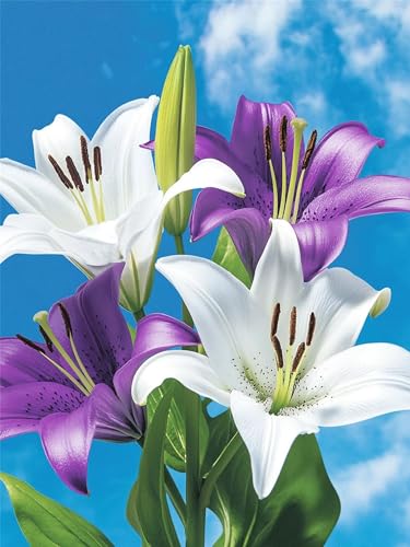 Diamond Painting Lilie, Blume Diamond Painting Kinder DIY Bastelset Erwachsene Runder Full Drill Crystal Art Kreuzstich Stickerei Basteln für Wanddekorationen, Geschenke für Frauen 100x130cm, Model179 Diamond Painting Lilie, Blume Diamond Painting Kinder DIY Bastelset Erwachsene Runder Full Drill Crystal Art Kreuzstich Stickerei Basteln für Wanddekorationen, Geschenke für Frauen 100x130cm, Model179 von Zhnncfgg
