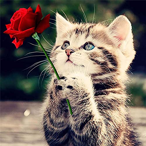 Ziiajune DIY 5D Diamond Painting Kits Katze Diamant Malerei Kreuzstich Stickerei Rose Strass Full Bild Kunst für Malerei Wohnzimmer Schlafzimmer Dekoration Wandaufkleber 35 x 35 cm 629 von Ziiajune