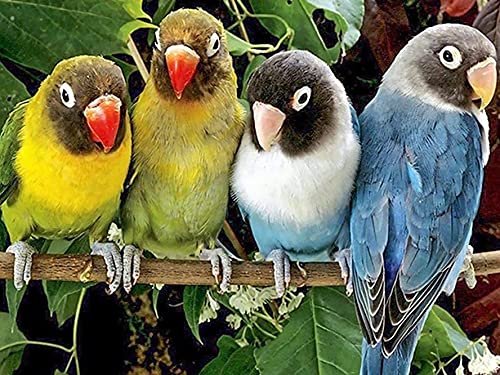 Ziiajune DIY 5D Diamond Painting Kits Vogel, Diamant Malerei, Kreuzstich, Tierstickerei, Strass, komplett, Kunst, für Malerei, Wohnzimmer, Schlafzimmer, Dekoration, Wandtattoo, 30 x 40 cm Ziiajune DIY 5D Diamond Painting Kits Vogel, Diamant Malerei, Kreuzstich, Tierstickerei, Strass, komplett, Kunst, für Malerei, Wohnzimmer, Schlafzimmer, Dekoration, Wandtattoo, 30 x 40 cm von Ziiajune