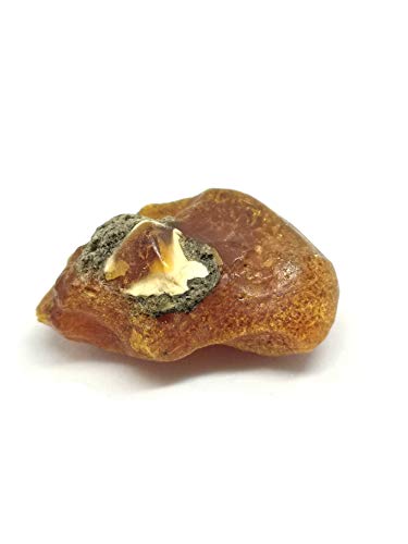 Echter roher baltischer Bernstein Nuggeton Amber Culture Baltic 3,6cm x2,2cm x 2,0cm; 6,6gr. Echter roher baltischer Bernstein Nuggeton Amber Culture Baltic 3,6cm x2,2cm x 2,0cm; 6,6gr. von Złoto Bursztyn Srebro