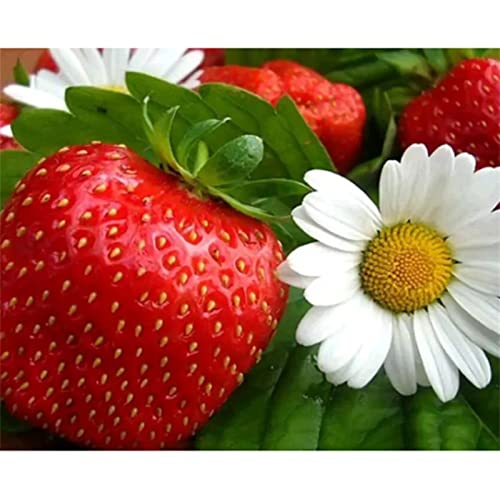 5D DIY Diamond Painting Kits, Strawberry White Flower 20x30cm Diamond Art for Beginners Rhinestone Diamond Cross Stitch Embroidery Canvas Painting Pictures for Children Adults for Home Wall Decor von Znnhtyj