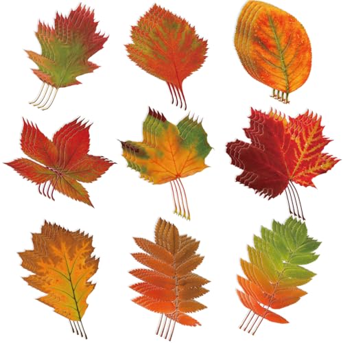 Zonon 90 Stück Herbst-Ahornblätter Ausschnitte Klassenzimmer Pinnwand Dekor Herbst Echte Farbverlauf Ahornblätter Eichenblatt Form Ausschnitte für Herbst Thanksgiving Thema Party Dekor Wand Zonon 90 Stück Herbst-Ahornblätter Ausschnitte Klassenzimmer Pinnwand Dekor Herbst Echte Farbverlauf Ahornblätter Eichenblatt Form Ausschnitte für Herbst Thanksgiving Thema Party Dekor Wand von Zonon