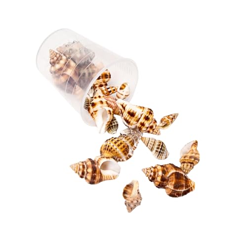 15 g leichte Muschel-Bastelmaterialien, Muschelperlen, natürliches Muschel-Bastelset für handgefertigten Schmuck und Dekorationen, natürliche Muscheln zur Schmuckherstellung 15 g leichte Muschel-Bastelmaterialien, Muschelperlen, natürliches Muschel-Bastelset für handgefertigten Schmuck und Dekorationen, natürliche Muscheln zur Schmuckherstellung von ZwaitL