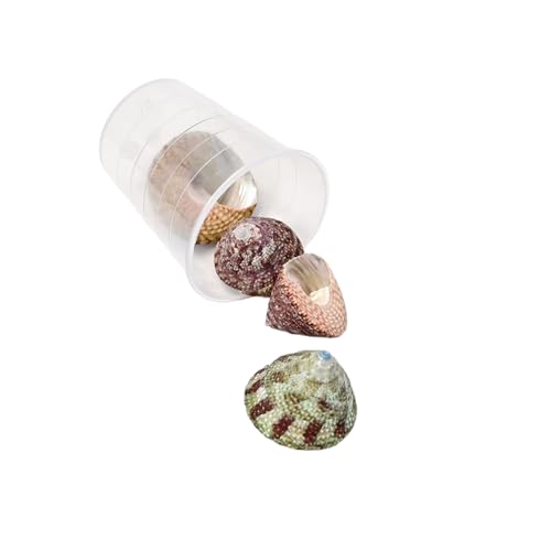 15 g leichte Muschel-Bastelmaterialien, Muschelperlen, natürliches Muschel-Bastelset für handgefertigten Schmuck und Dekorationen, natürliche Muscheln zur Schmuckherstellung 15 g leichte Muschel-Bastelmaterialien, Muschelperlen, natürliches Muschel-Bastelset für handgefertigten Schmuck und Dekorationen, natürliche Muscheln zur Schmuckherstellung von ZwaitL