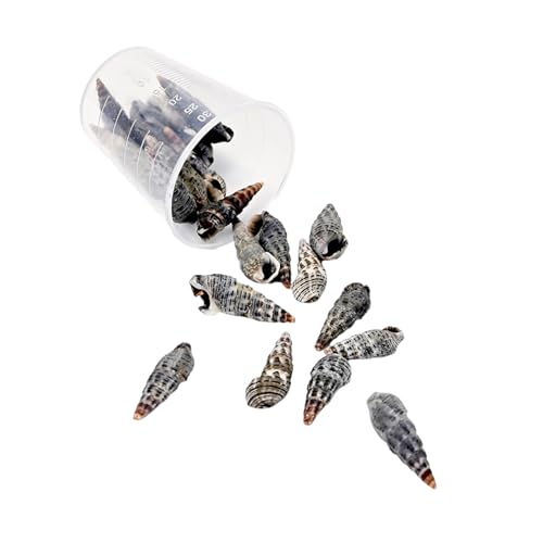 15 g leichte Muschel-Bastelmaterialien, Muschelperlen, natürliches Muschel-Bastelset für handgefertigten Schmuck und Dekorationen, natürliche Muscheln zur Schmuckherstellung 15 g leichte Muschel-Bastelmaterialien, Muschelperlen, natürliches Muschel-Bastelset für handgefertigten Schmuck und Dekorationen, natürliche Muscheln zur Schmuckherstellung von ZwaitL