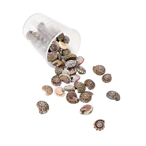 15 g leichte Muschel-Bastelmaterialien, Muschelperlen, natürliches Muschel-Bastelset für handgefertigten Schmuck und Dekorationen, natürliche Muscheln zur Schmuckherstellung von ZwaitL