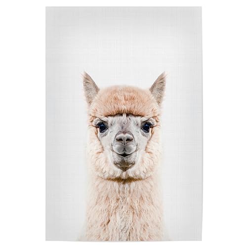 artboxONE Poster 30x20 cm Lama & Alpaka Tiere Alpaca Portrait (Color) - Bild Alpaca Animal Portrait von artboxONE