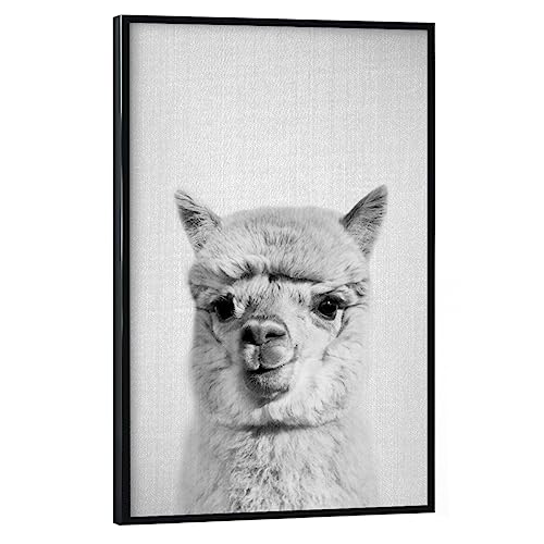 artboxONE Poster mit schwarzem Rahmen 30x20 cm Lama & Alpaka Tiere Alpaca - Black & White - Bild Animal Animal Llama artboxONE Poster mit schwarzem Rahmen 30x20 cm Lama & Alpaka Tiere Alpaca - Black & White - Bild Animal Animal Llama von artboxONE