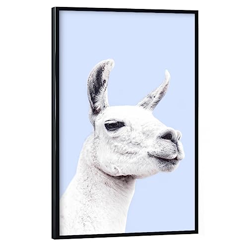 artboxONE Poster mit schwarzem Rahmen 30x20 cm Lama & Alpaka Tiere Blue Llama - Bild Farm Animals Animal Animals von artboxONE