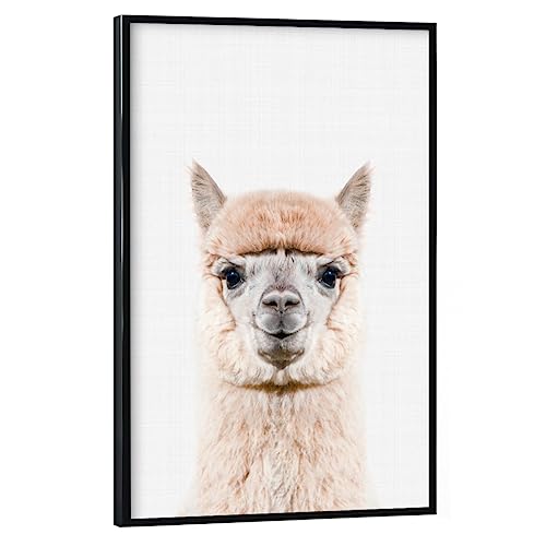 artboxONE Poster mit schwarzem Rahmen 45x30 cm Lama & Alpaka Tiere Alpaca Portrait (Color) - Bild Alpaca von artboxONE