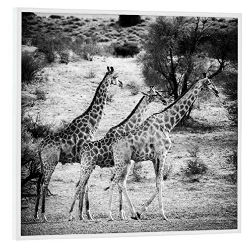 artboxONE Poster mit weißem Rahmen 30x30 cm Für Kinder DREI Giraffen - Bild Giraffen Giraffen Giraffes von artboxONE