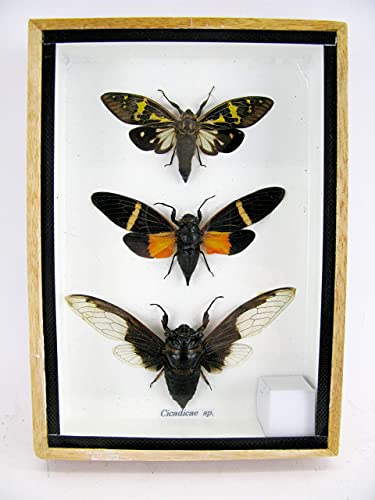 asiahouse24 3 XL Cicada Cicaden in einer Box - echte riesige und exotische Insekten im 3D Schaukasten, Bilderrahmen aus Holz - gerahmt - Taxidermy. Sie kaufen eine Box. asiahouse24 3 XL Cicada Cicaden in einer Box - echte riesige und exotische Insekten im 3D Schaukasten, Bilderrahmen aus Holz - gerahmt - Taxidermy. Sie kaufen eine Box. von asiahouse24