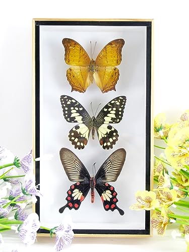 asiahouse24 3 echte wunderschöne und exotische Schmetterlinge im 3D Schaukasten, Bilderrahmen aus Holz - gerahmt - Taxidermie (16) von asiahouse24