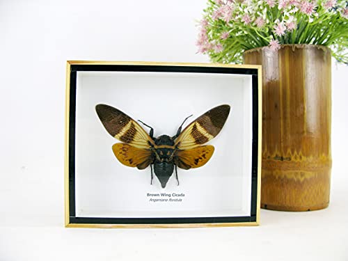 asiahouse24 Brown Wing Cicada Cicade (Angamiana floridula) - echtes riesiges und exotisches Insekt im 3D Schaukasten, Bilderrahmen aus Holz - gerahmt - Taxidermy von asiahouse24