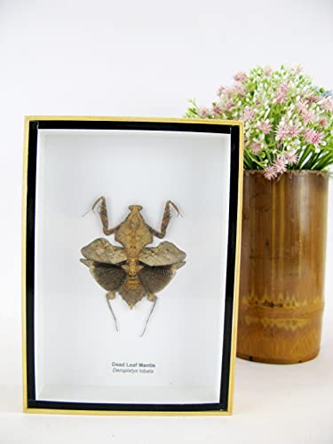 asiahouse24 Dead Leaf Mantis (Deroplatys desiccata) - Gottesanbeterin - echtes riesiges und exotisches Insekt im 3D Schaukasten, Bilderrahmen aus Holz - gerahmt - Taxidermy von asiahouse24