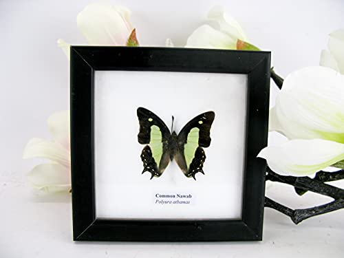 asiahouse24 Echte wunderschöne exotische Schmetterlinge im Schaukasten Bilderrahmen aus Holz - Taxidermy (Common Nawab) von asiahouse24